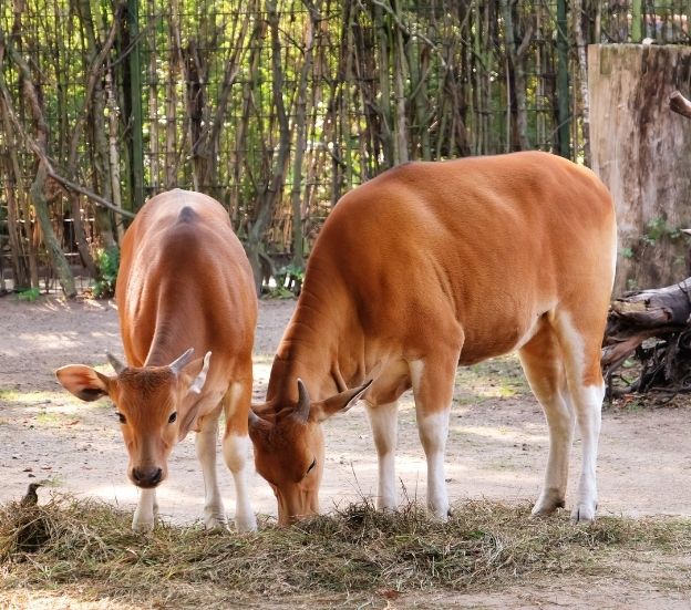 Núcleos zoológicos