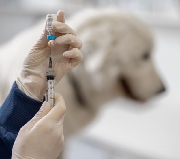 Vacunación canina